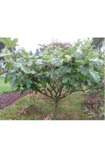 Інжир ремонтантний Далматський